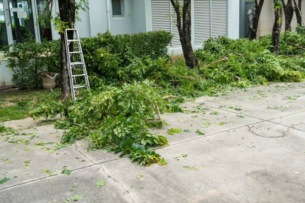 The Steps Involved in Our Tree Care Process in Valley Grande, AL